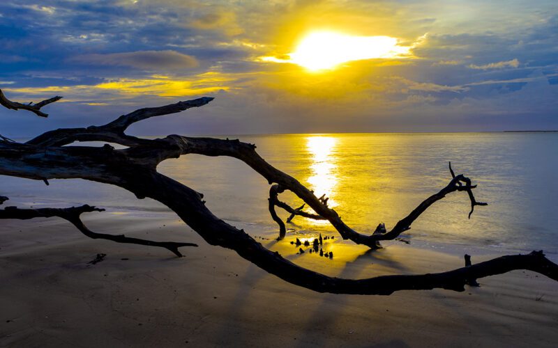 Driftwood branches silhouetted against golden sunlight over calm coastal water