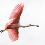 Top 10 Florida Wildlife Photographers You Need to Know in 2026