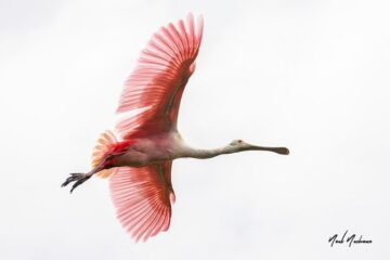 Top 10 Florida Wildlife Photographers You Need to Know in 2026