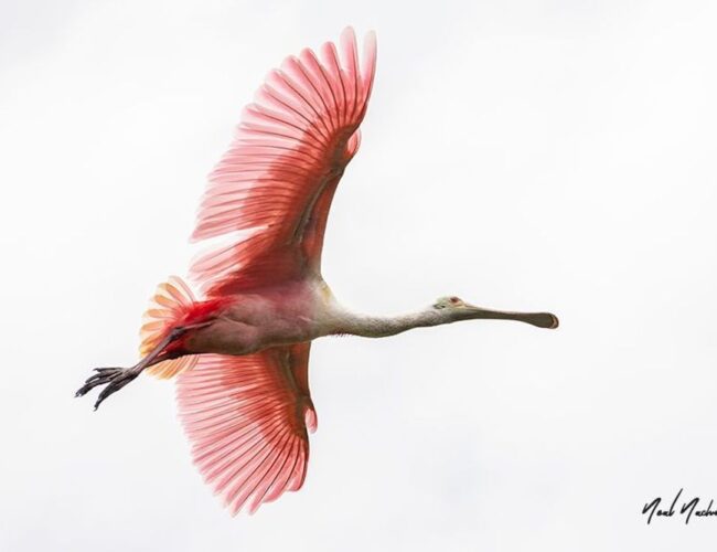 Top 10 Florida Wildlife Photographers You Need to Know in 2026