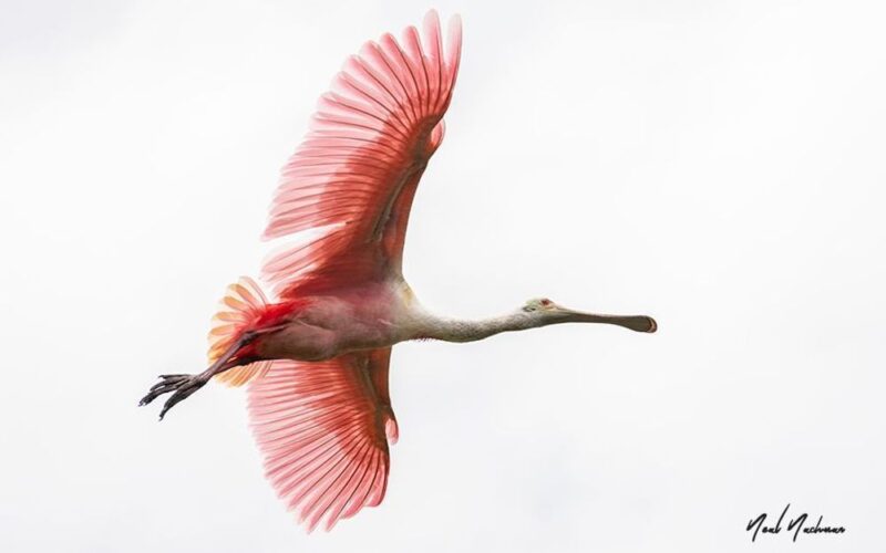 Roseate spoonbill in flight with pink wings spread, photographed by Neal Nachman of Artistic Creationz